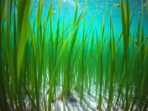Mehr über den Artikel erfahren Unterwassergräser – Wie sie Fischen und anderen Wasserbewohnern Schutz bieten
