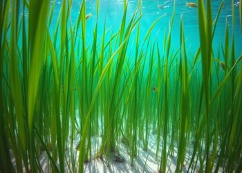 Unterwassergräser