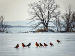 Mehr über den Artikel erfahren Vogelbeobachtung am See im Winter: Artenvielfalt trotz Kälte