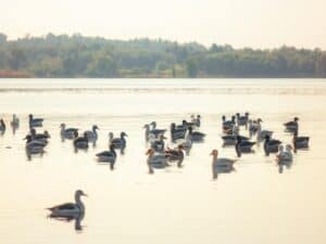 Mehr über den Artikel erfahren Vogelzug am See: Welche Arten machen an heimsichen Seen Zwischenstopp?