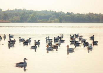 Vogelzug am See - Welche Arten machen Zwischenstopp?