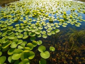 Mehr über den Artikel erfahren Wasserlinsen (Lemna) im Nährstoffkreislauf des Sees