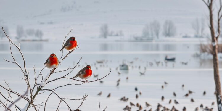 Winterliche Tierbeobachtung am See