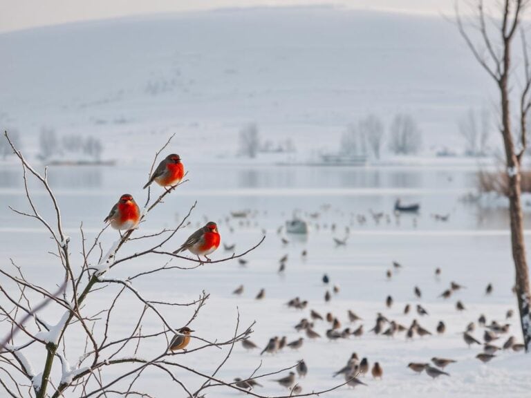Mehr über den Artikel erfahren Winterliche Tierbeobachtung am See