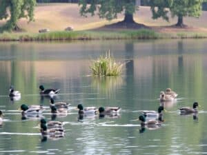 Mehr über den Artikel erfahren Die häufigsten Wasservögel am See – Arten, Erkennung und Verhalten