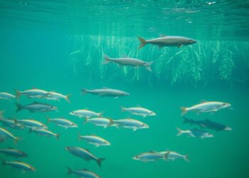 Fischwanderungen im See und deren Bedeutung für das Ökosystem