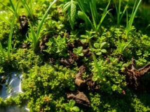Mehr über den Artikel erfahren Mikrohabitate in der Seeufervegetation -Lebensräume für Kleinlebewesen