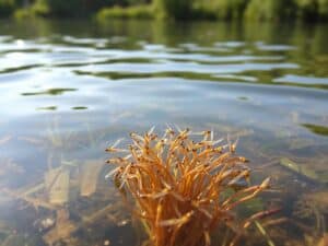 Mehr über den Artikel erfahren Das Leben der Larven von Libellen und anderen Wasserinsekten im See