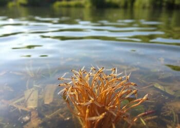 Das Leben der Larven von Libellen und anderen Wasserinsekten im See