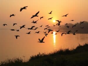 Mehr über den Artikel erfahren Der Einfluss von Wetterlagen auf die Vogelzugzeiten an Seen