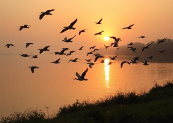 Der Einfluss von Wetterlagen auf die Vogelzugzeiten an Seen
