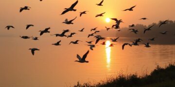 Der Einfluss von Wetterlagen auf die Vogelzugzeiten an Seen