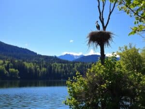 Mehr über den Artikel erfahren Die Brutplätze des Schwarzstorches in Seenähe