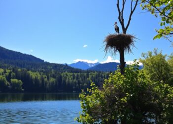 Die Brutplätze des Schwarzstorches in Seenähe