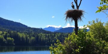 Die Brutplätze des Schwarzstorches in Seenähe