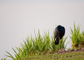 Schwarzstorch am See: Lebensraum, Verhalten und Besonderheiten